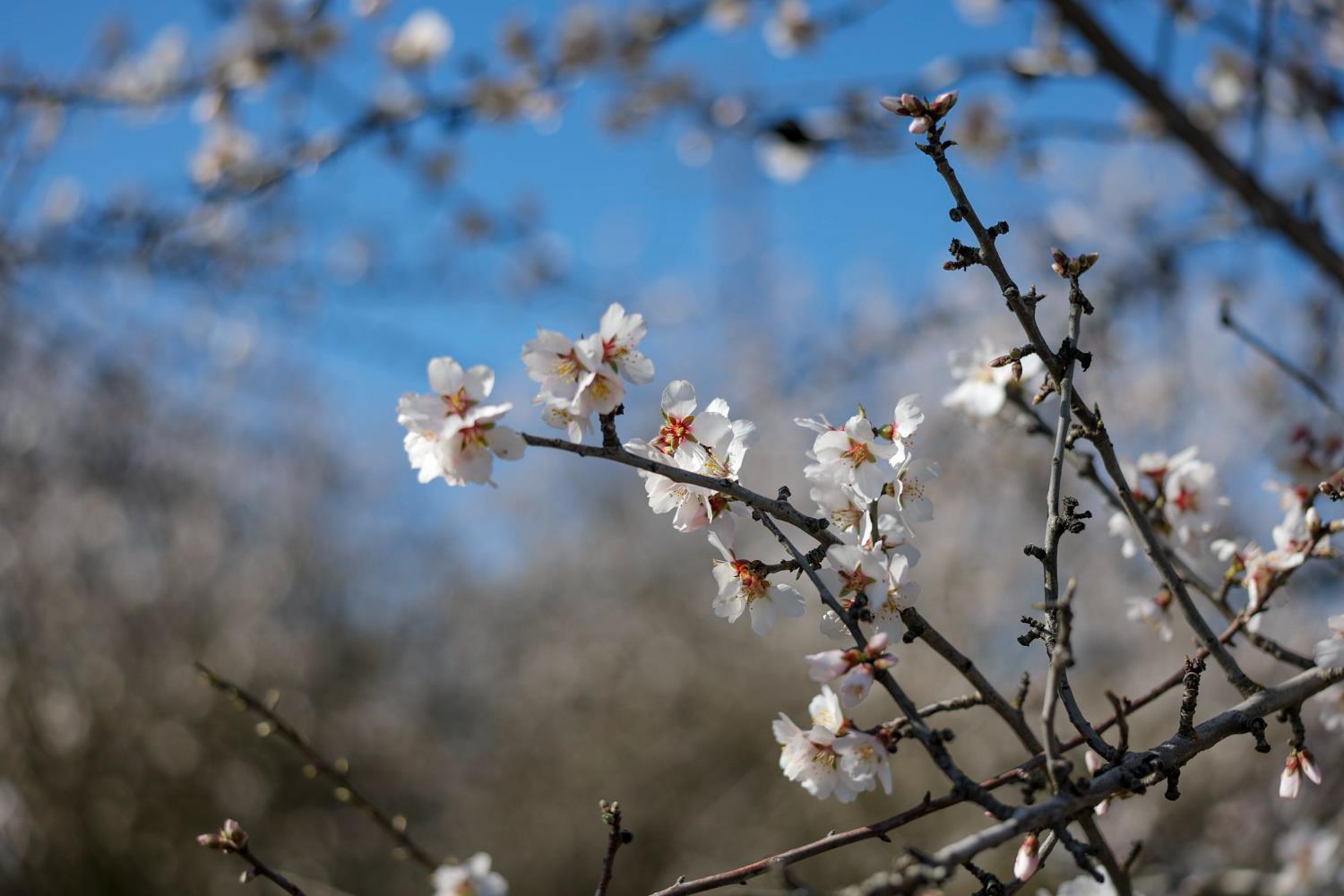 0 Horseshoe Road, Oakdale, CA 95361