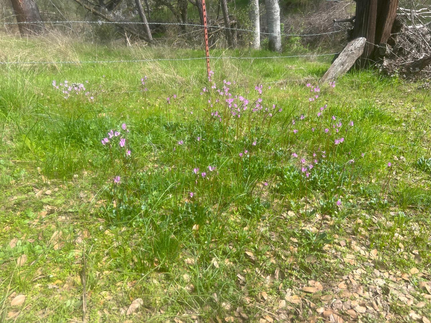 140040 Vincent Fire Road, Tollhouse, CA 93667