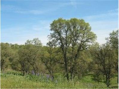 383 Quail Creek Dr, Copperopolis, CA 95228