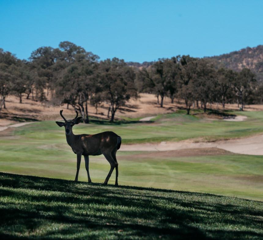 383 Quail Creek Dr, Copperopolis, CA 95228