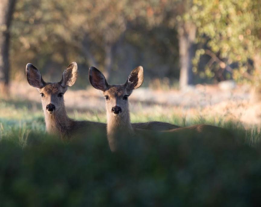 383 Quail Creek Dr, Copperopolis, CA 95228