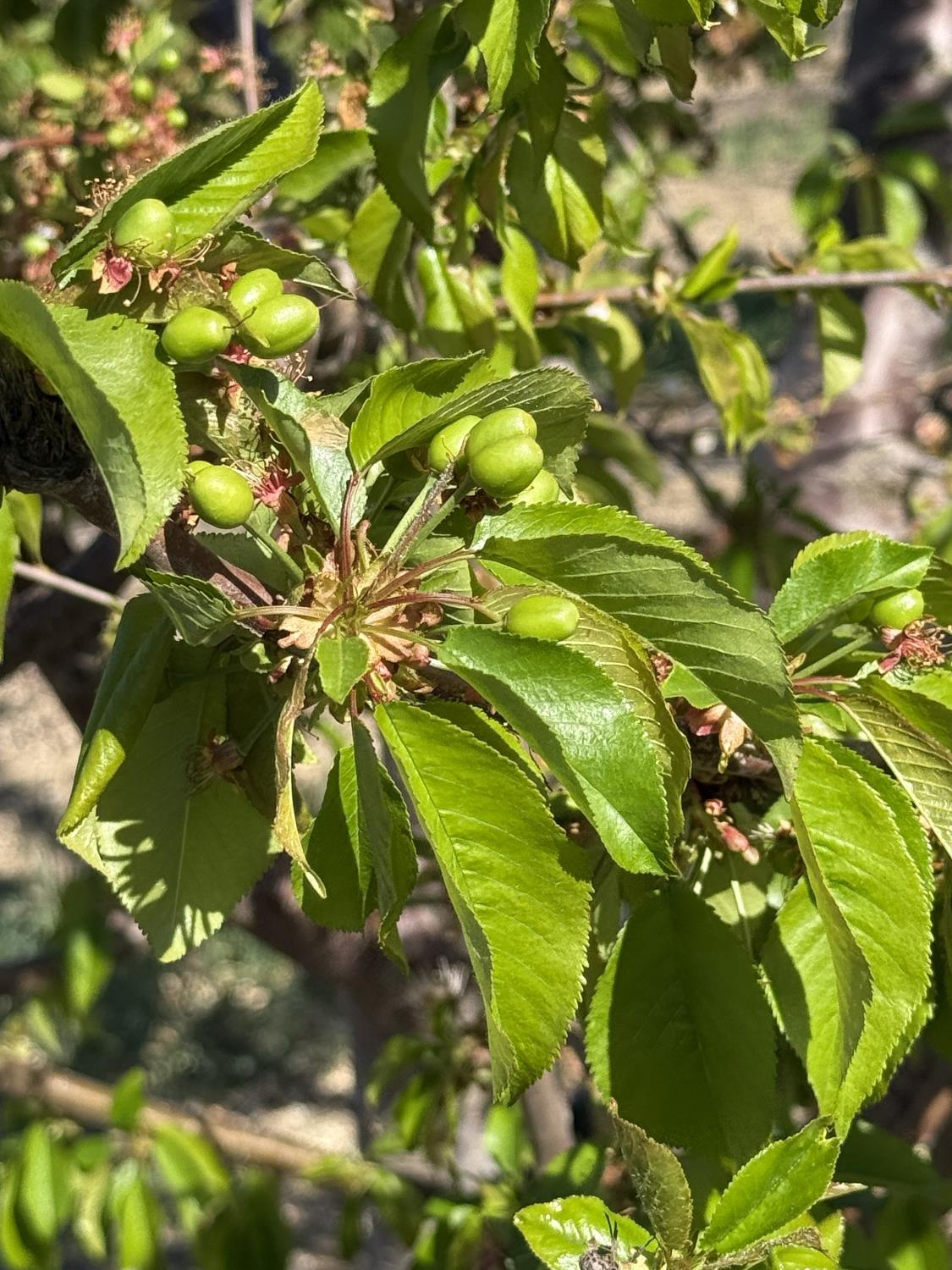 1424 Eucalyptus Ave, Patterson, CA 95363