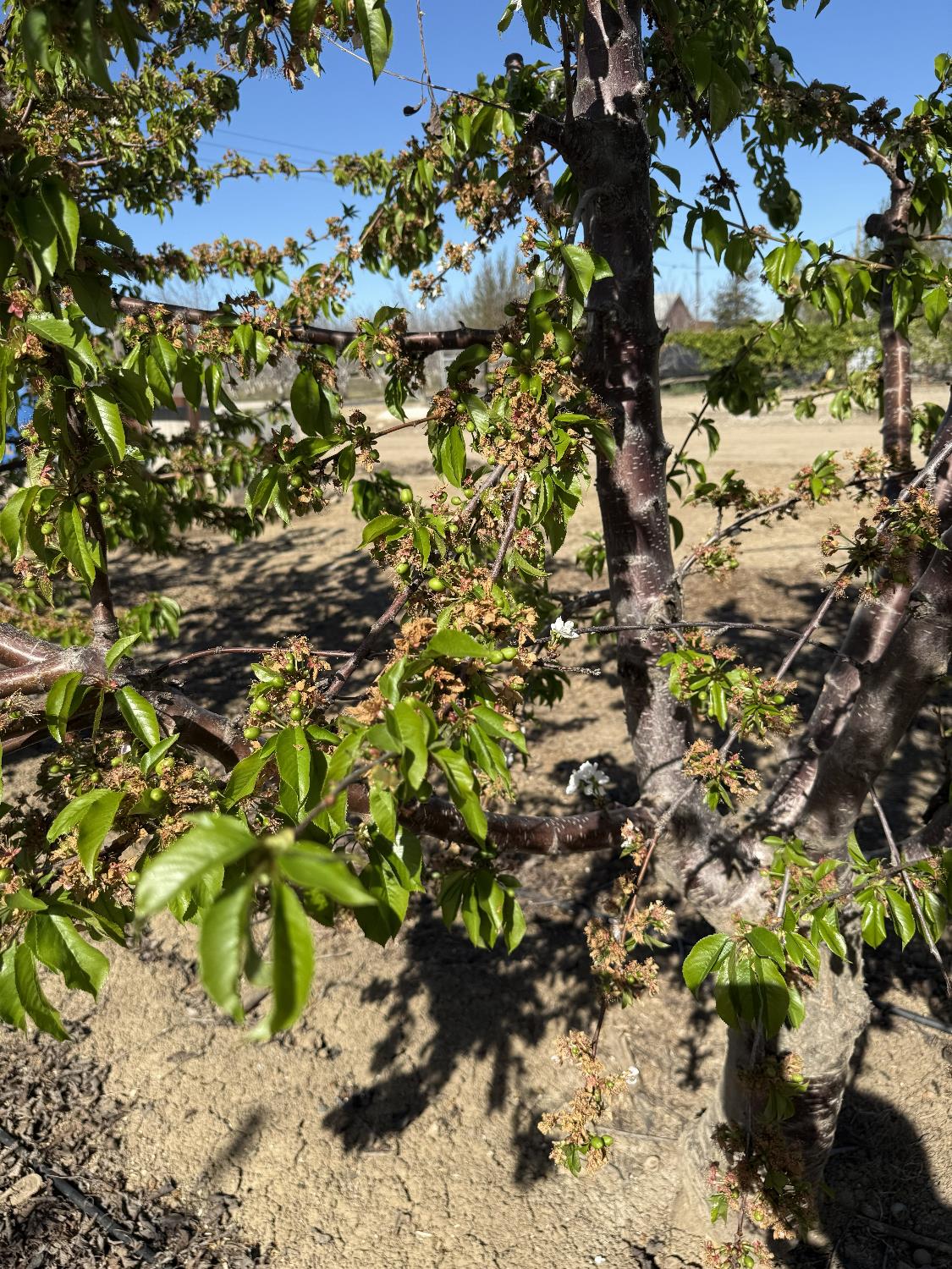 1424 Eucalyptus Ave, Patterson, CA 95363