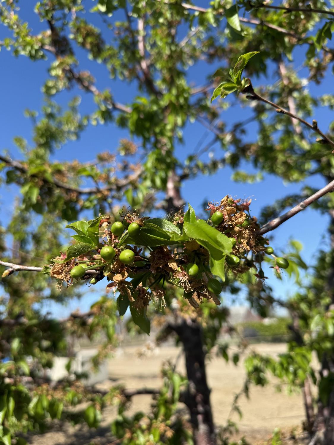 1424 Eucalyptus Ave, Patterson, CA 95363