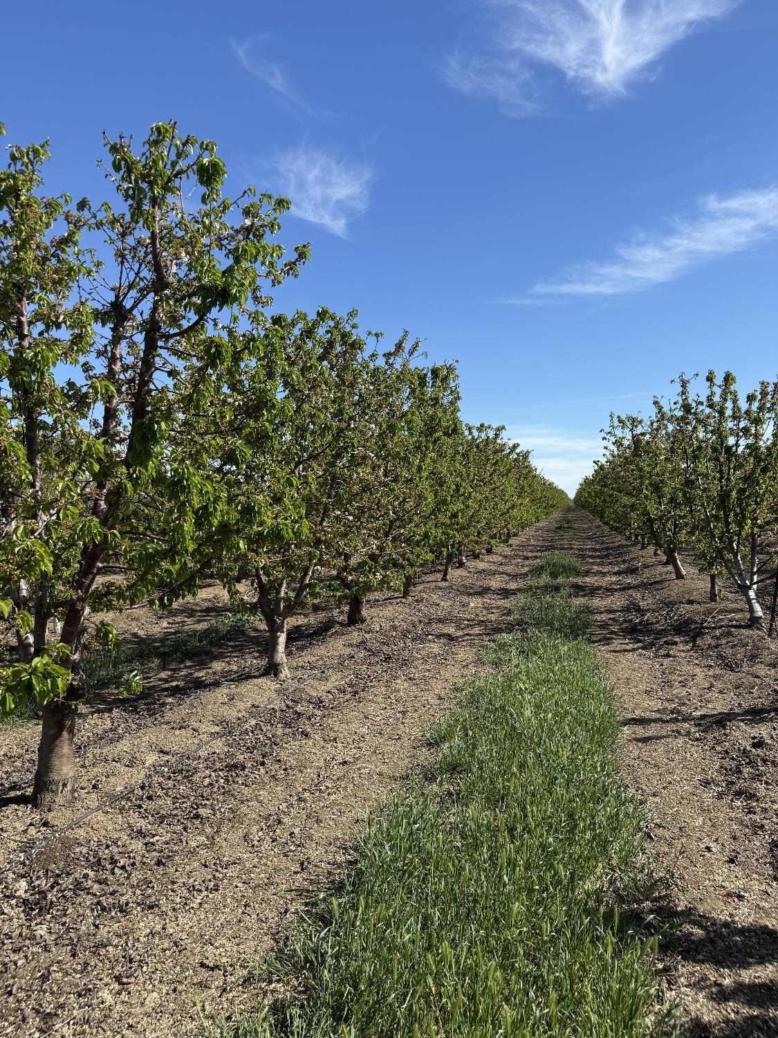 1424 Eucalyptus Ave, Patterson, CA 95363