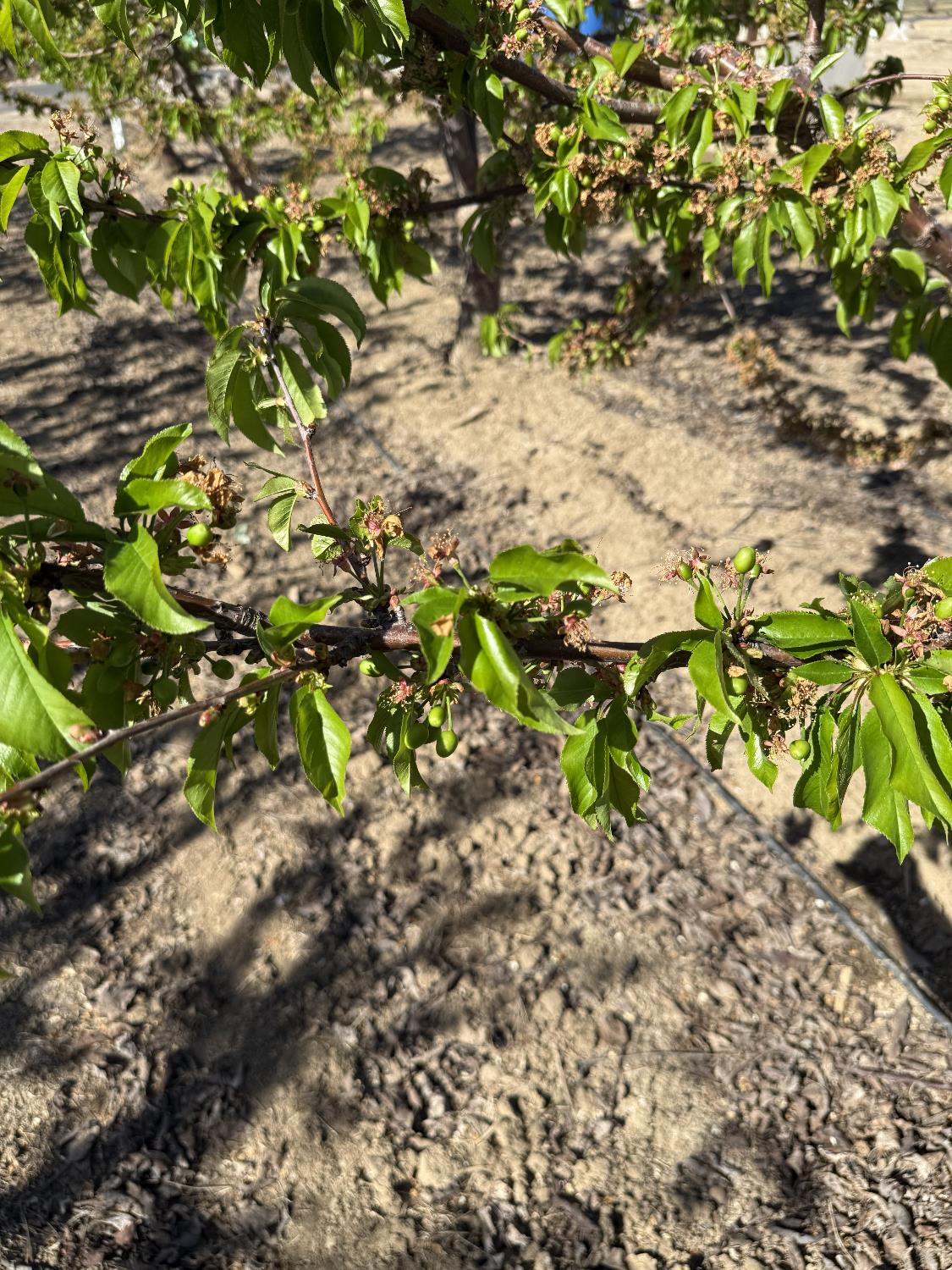 1424 Eucalyptus Ave, Patterson, CA 95363