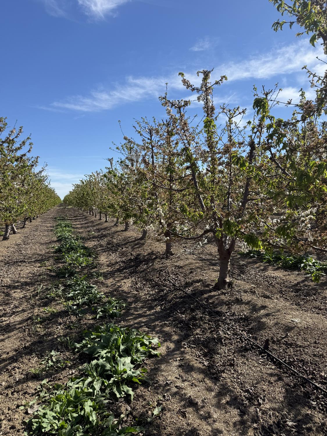 1424 Eucalyptus Ave, Patterson, CA 95363