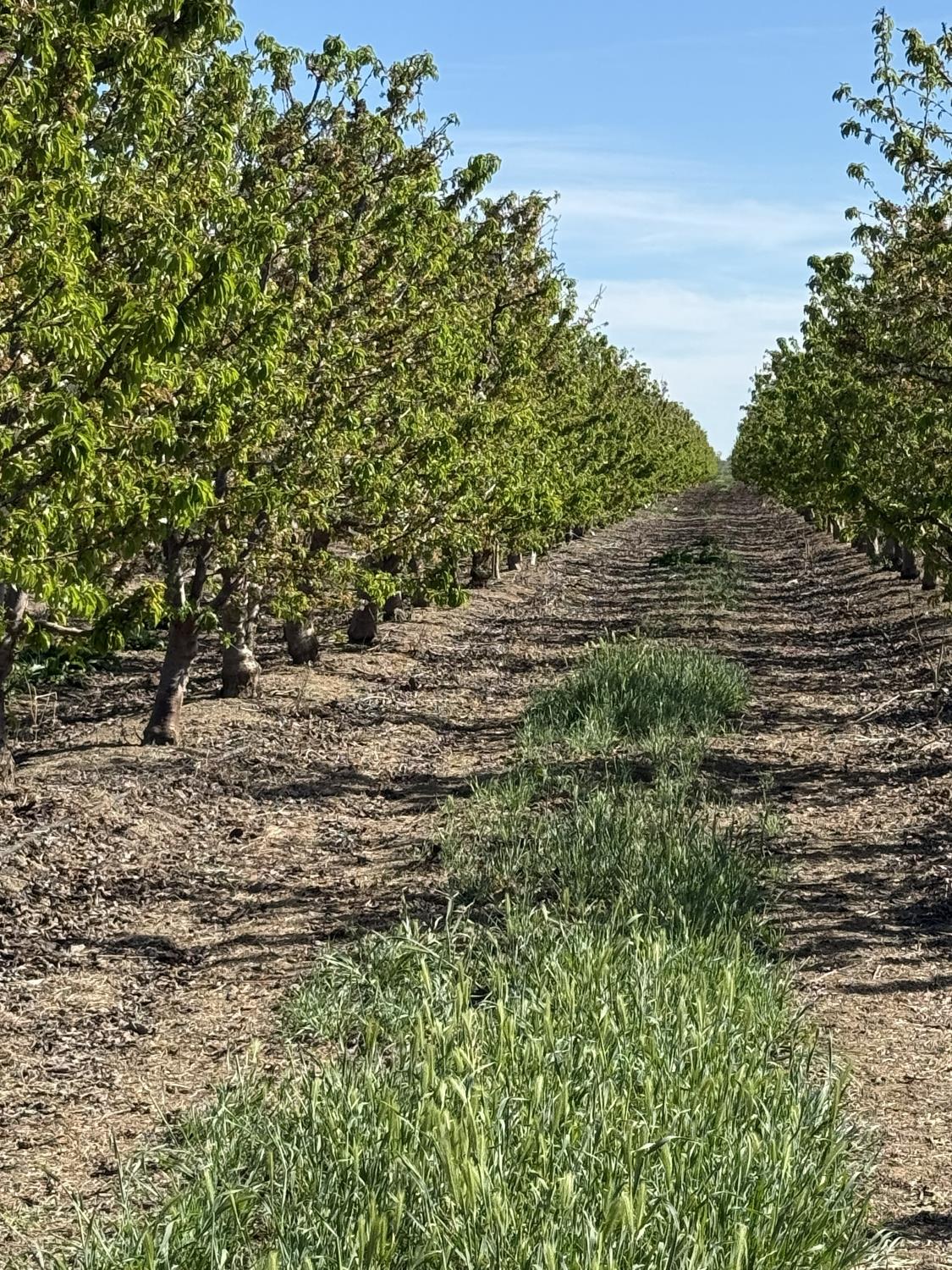 1424 Eucalyptus Ave, Patterson, CA 95363