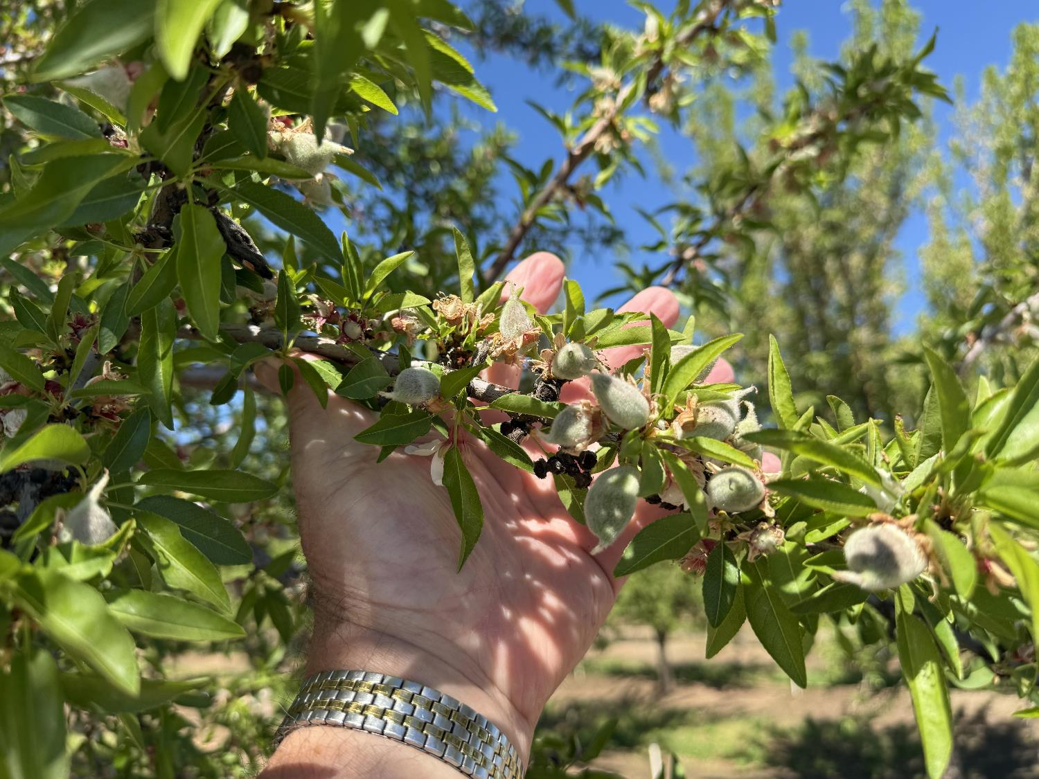 1613 Fig Ave, Patterson, CA 95363