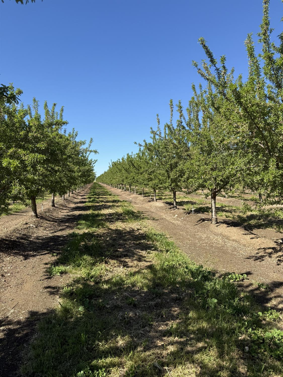 1613 Fig Ave, Patterson, CA 95363