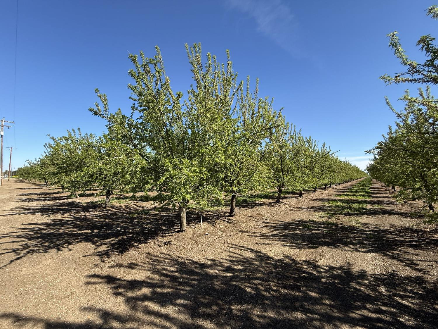 1613 Fig Ave, Patterson, CA 95363