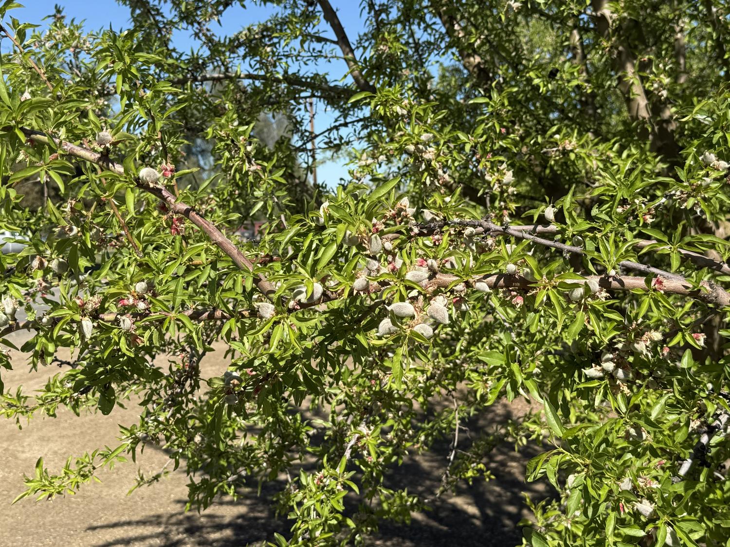 1613 Fig Ave, Patterson, CA 95363