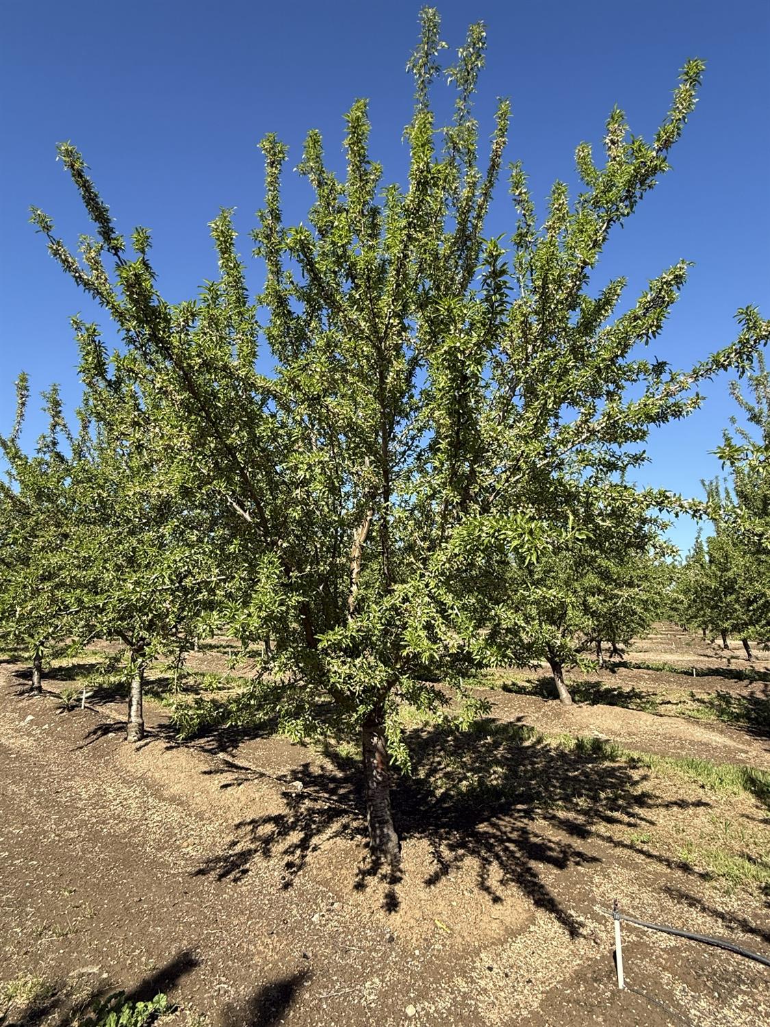 1613 Fig Ave, Patterson, CA 95363