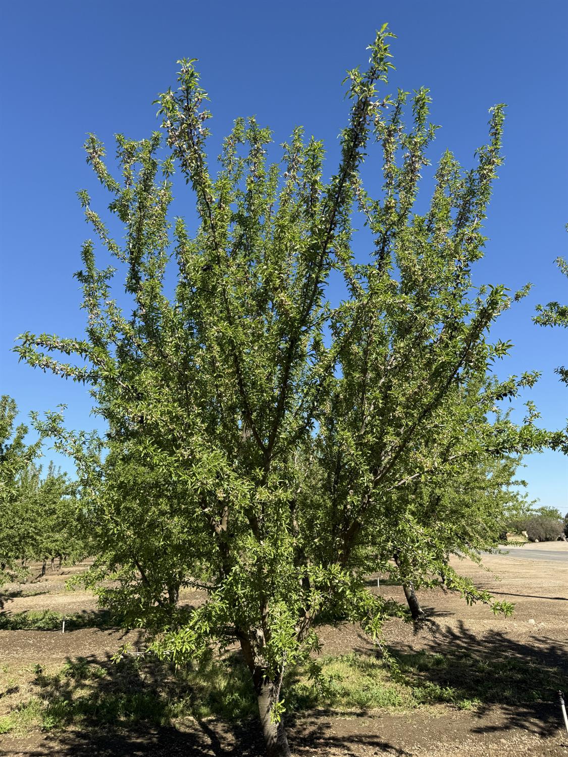 1613 Fig Ave, Patterson, CA 95363