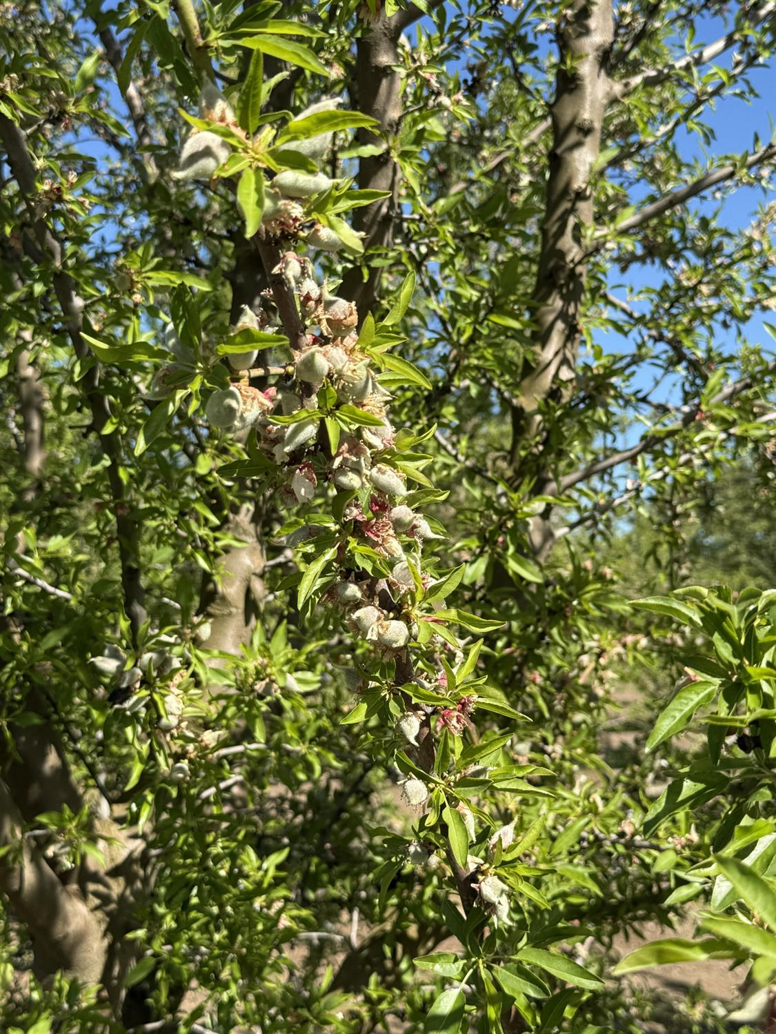 1613 Fig Ave, Patterson, CA 95363