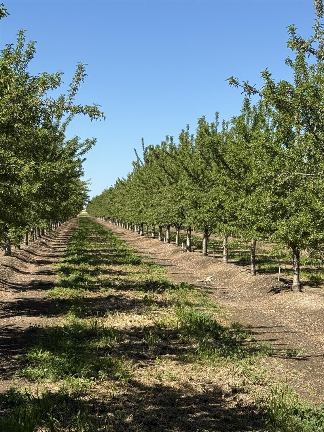 1613 Fig Ave, Patterson, CA 95363