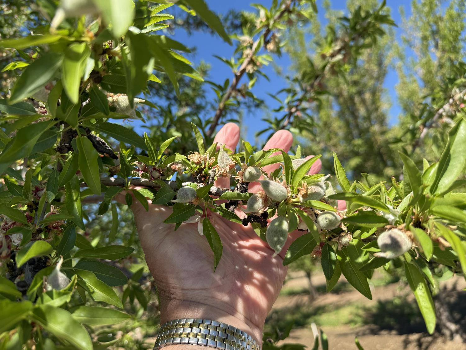 1613 Fig Ave, Patterson, CA 95363