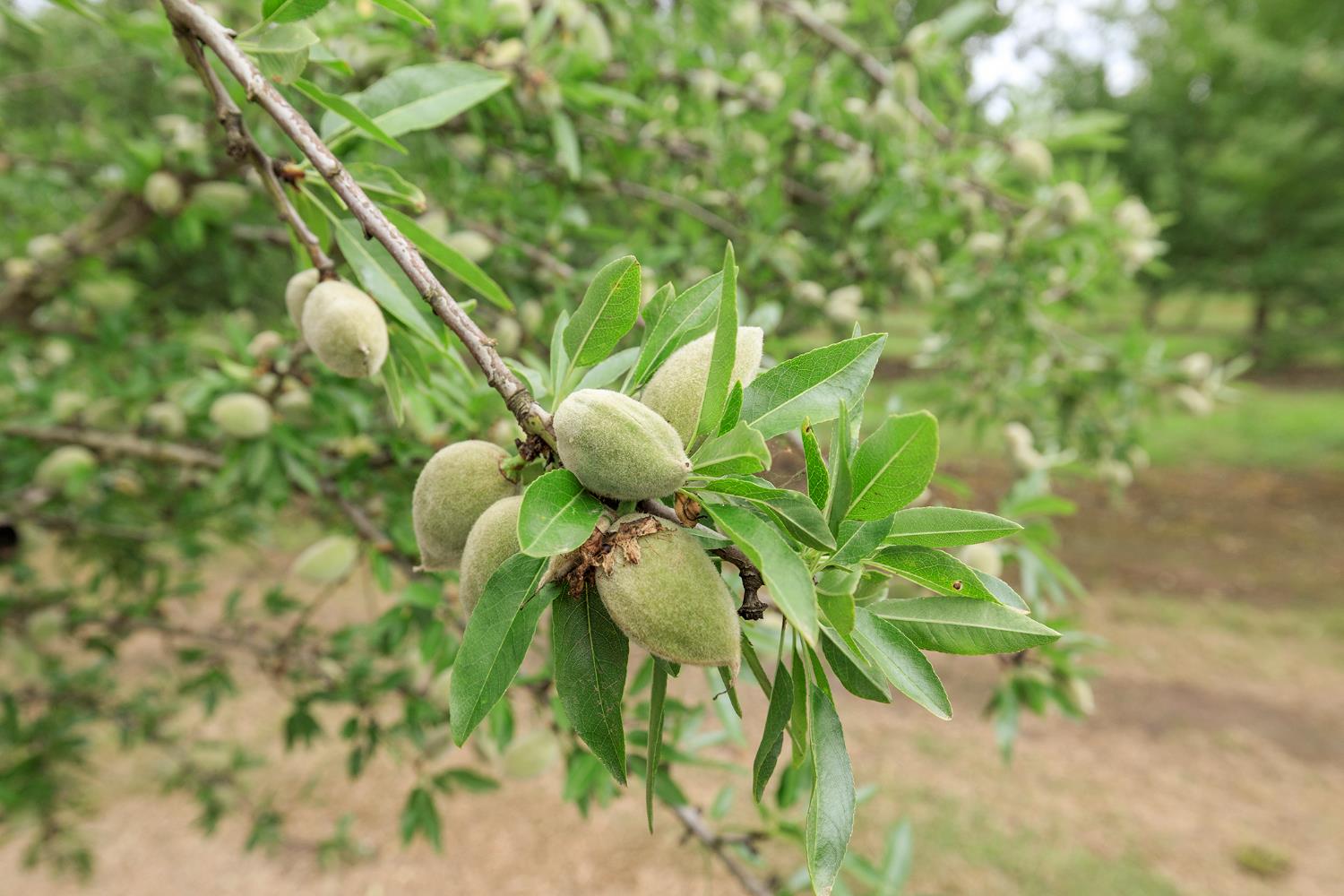 1342 Hickman Rd, Hickman, CA 95323