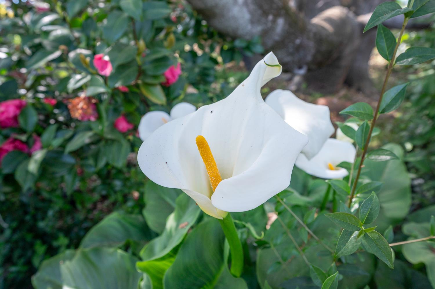 2810 Cheyenne Rd, Copperopolis, CA 95228