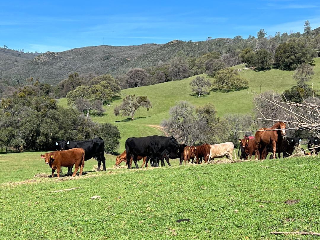 1900 Heiser Canyon Rd, Copperopolis, CA 95228