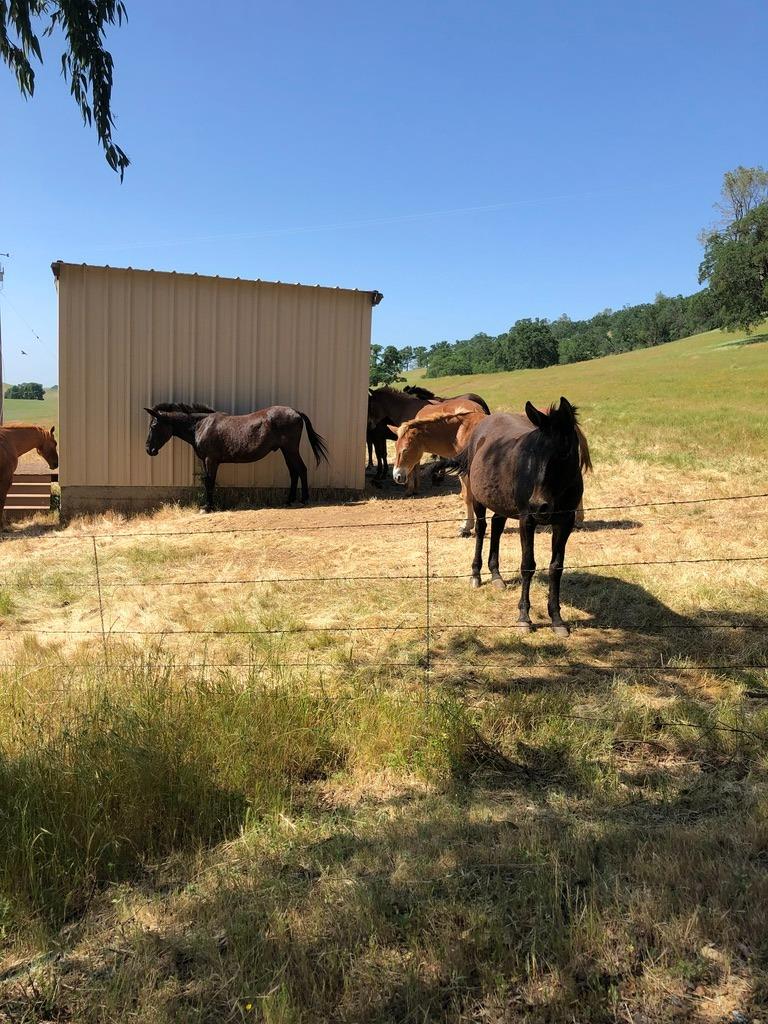 1172 Hodson Rd, Copperopolis, CA 95228