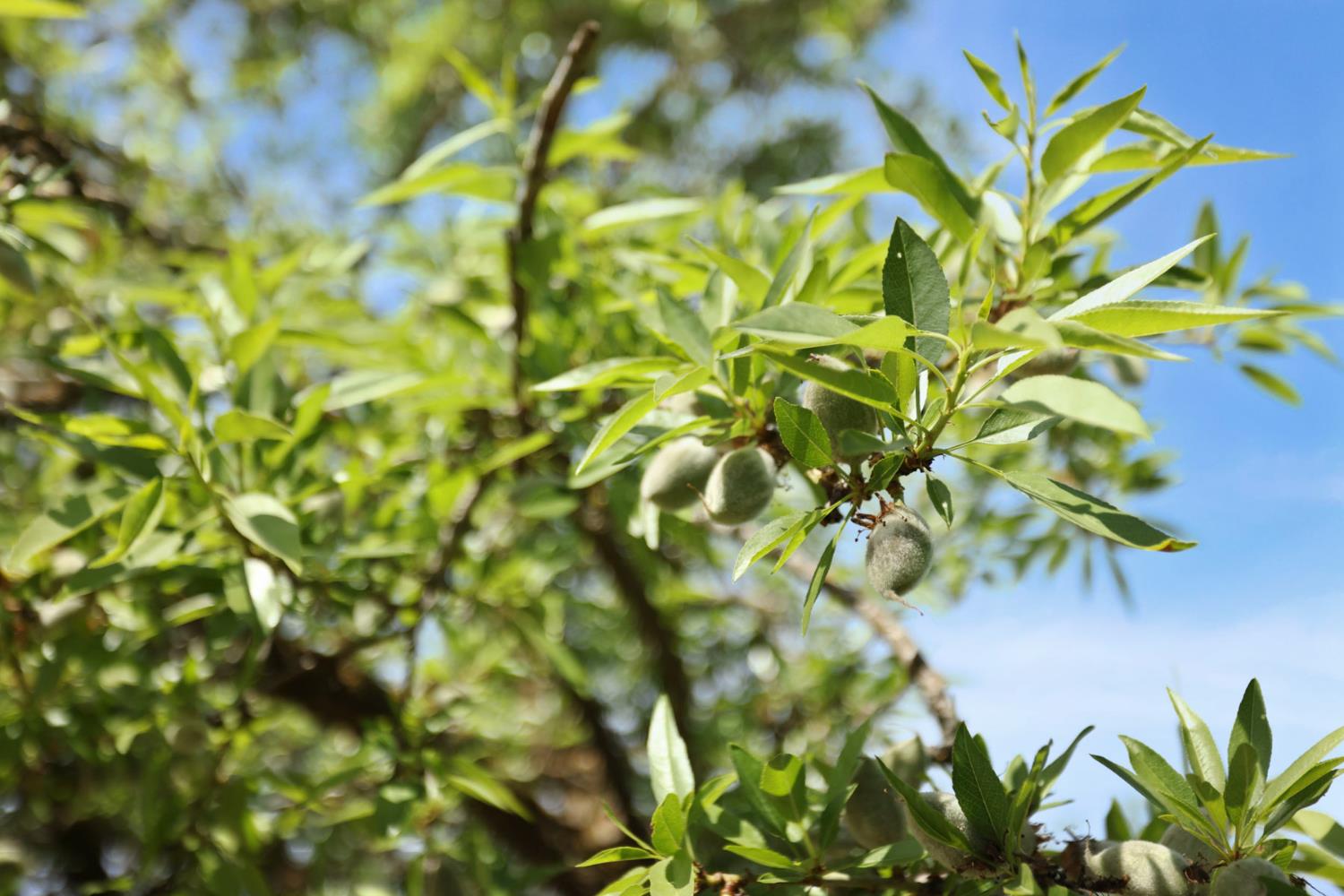 4866 E Roosevelt Rd, Chowchilla, CA 93610