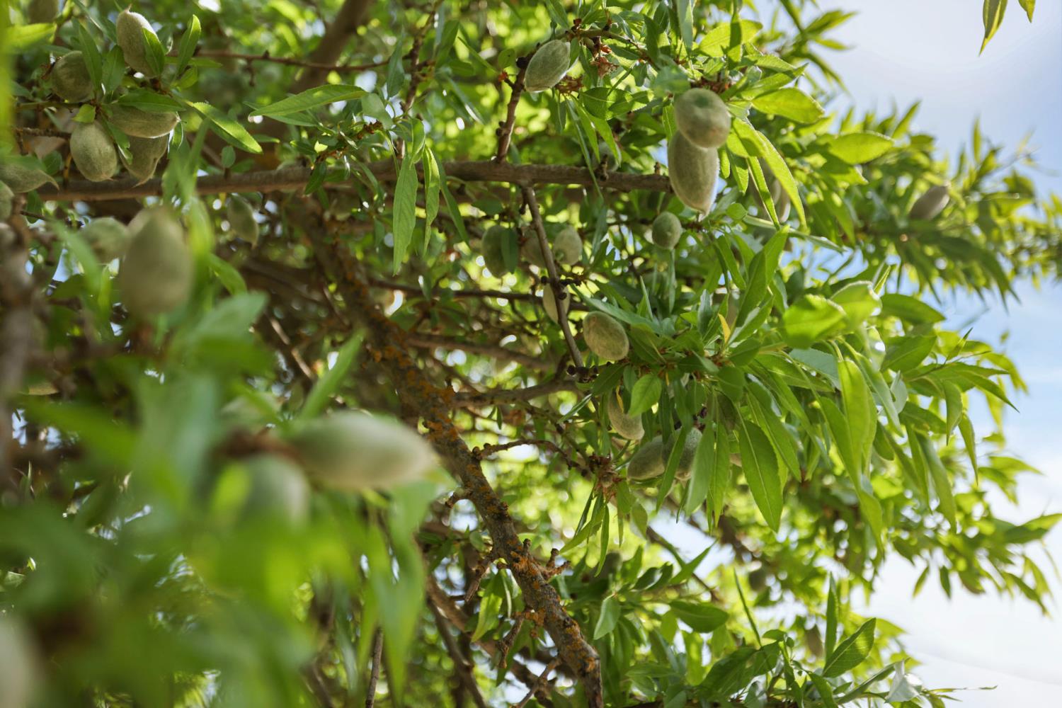 4866 E Roosevelt Rd, Chowchilla, CA 93610