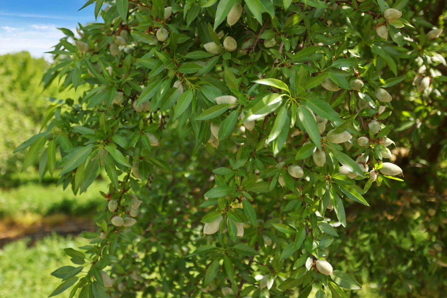 4866 E Roosevelt Rd, Chowchilla, CA 93610