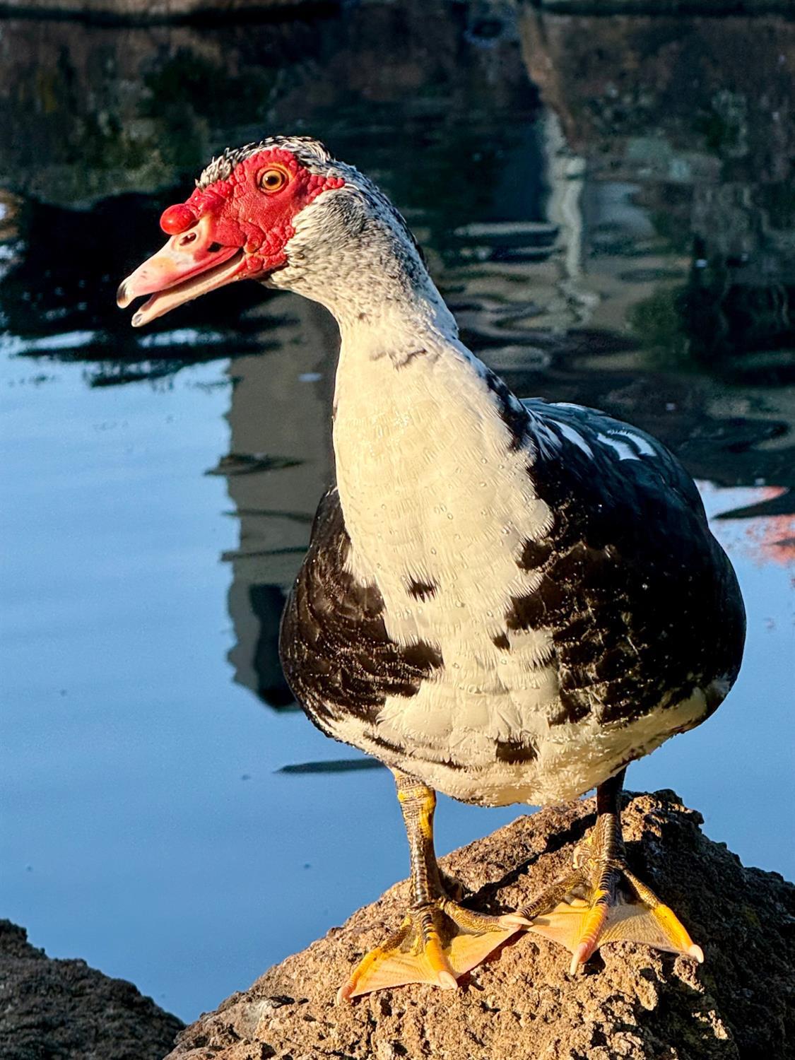 1104 Copper Cottage Ln, Modesto, CA 95355