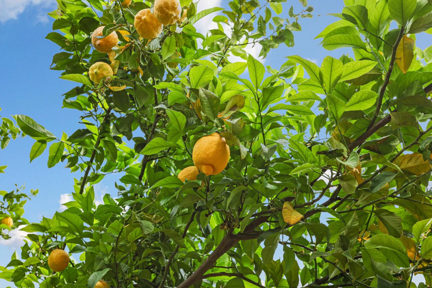 2039 Peregrine St, Manteca, CA 95337