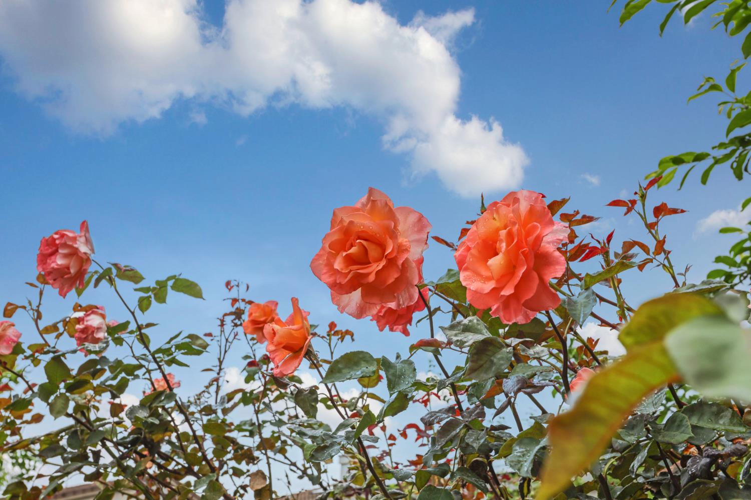 2039 Peregrine St, Manteca, CA 95337