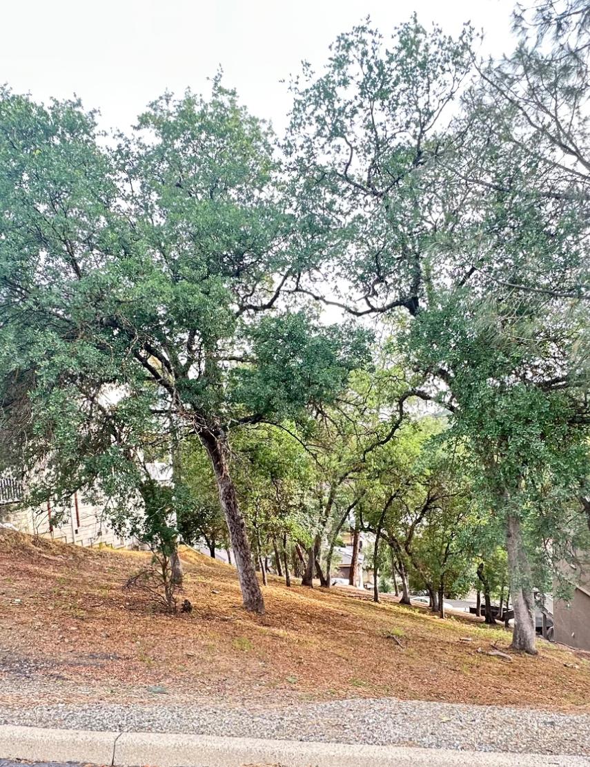 423 Winchester Way, Copperopolis, CA 95228