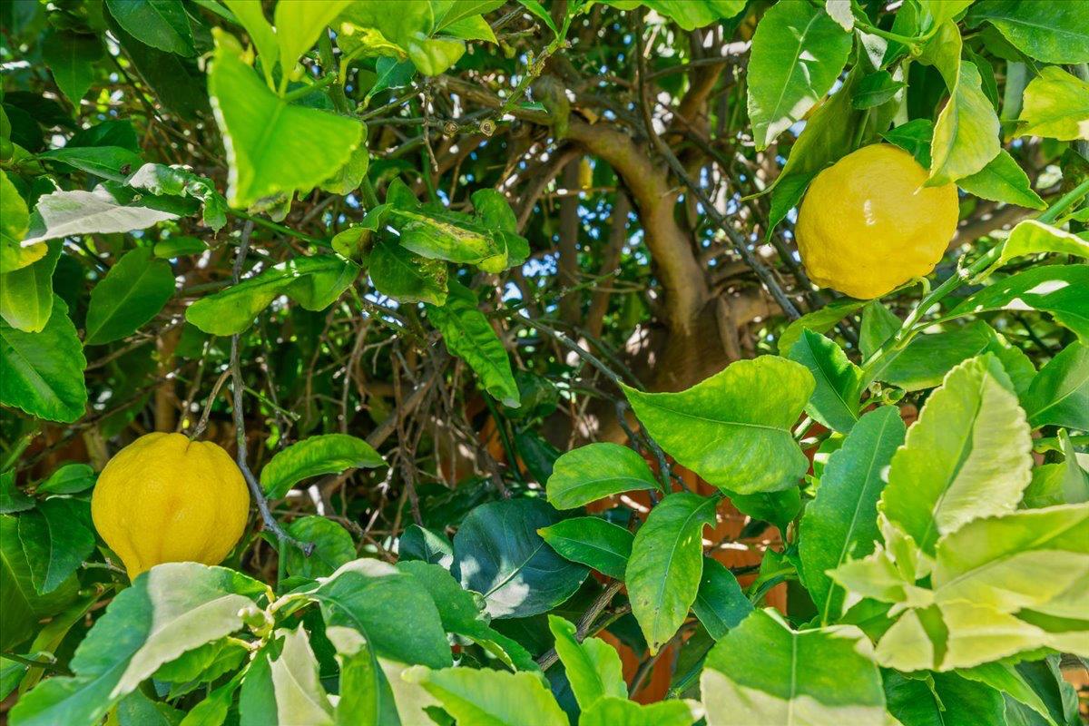 1924 Sunflower Ct, Modesto, CA 95356