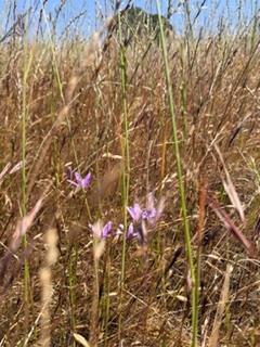 9596 Paraiso Blvd, La Grange, CA 95329