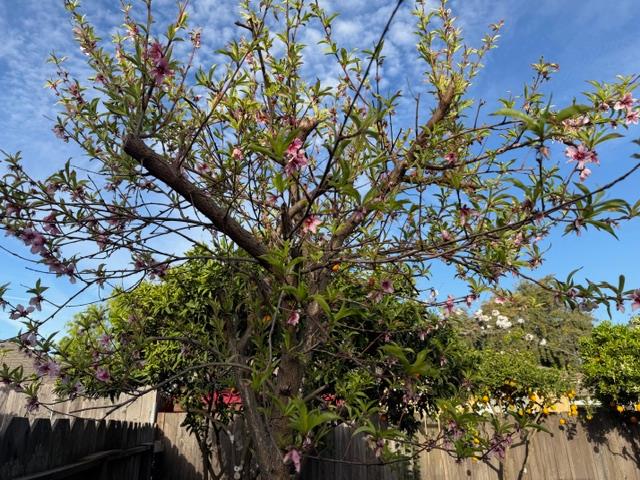 2313 San Rafael Ave, Modesto, CA 95355