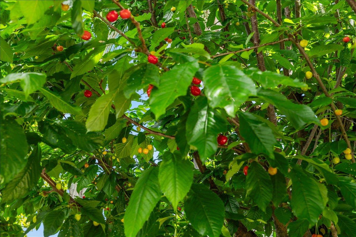 1164 Silver Brook Pl, Manteca, CA 95337