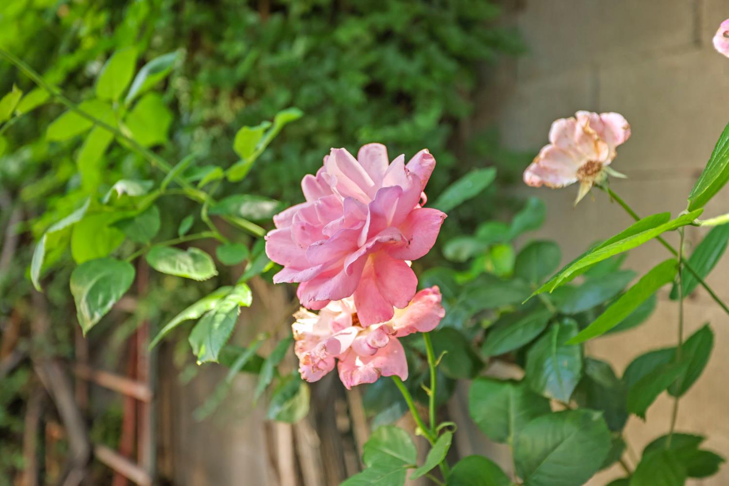 250 Dyer Ave, Manteca, CA 95336