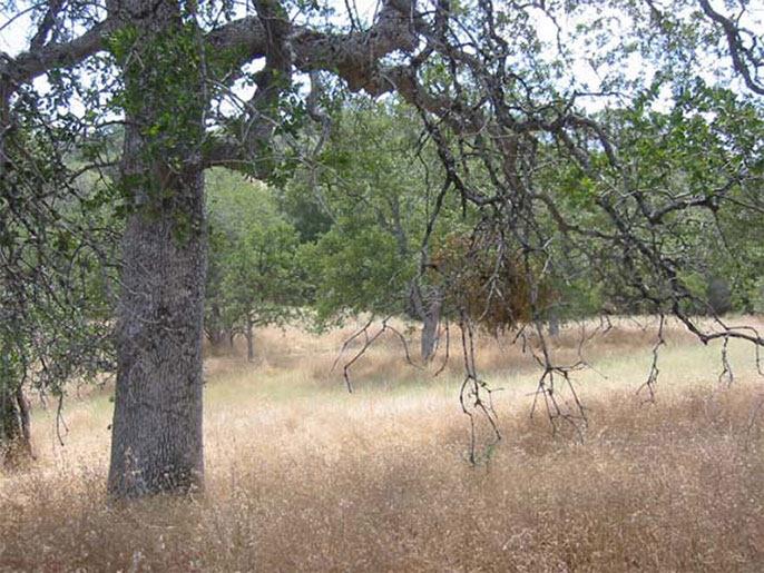 4195 stumpfield MT, Mariposa, CA 95338