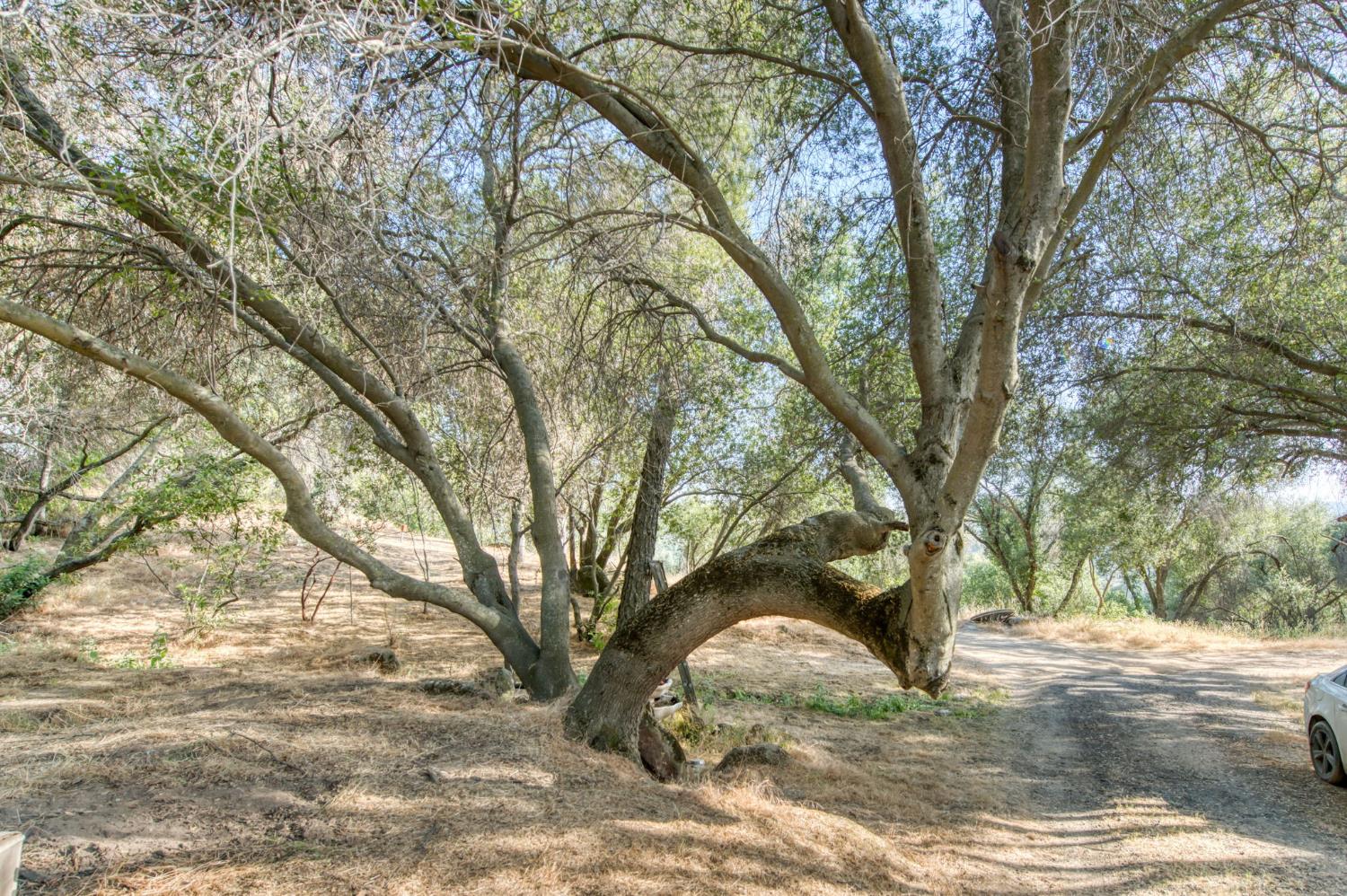 43867 Trabuco Ct, Coarsegold, CA 93614