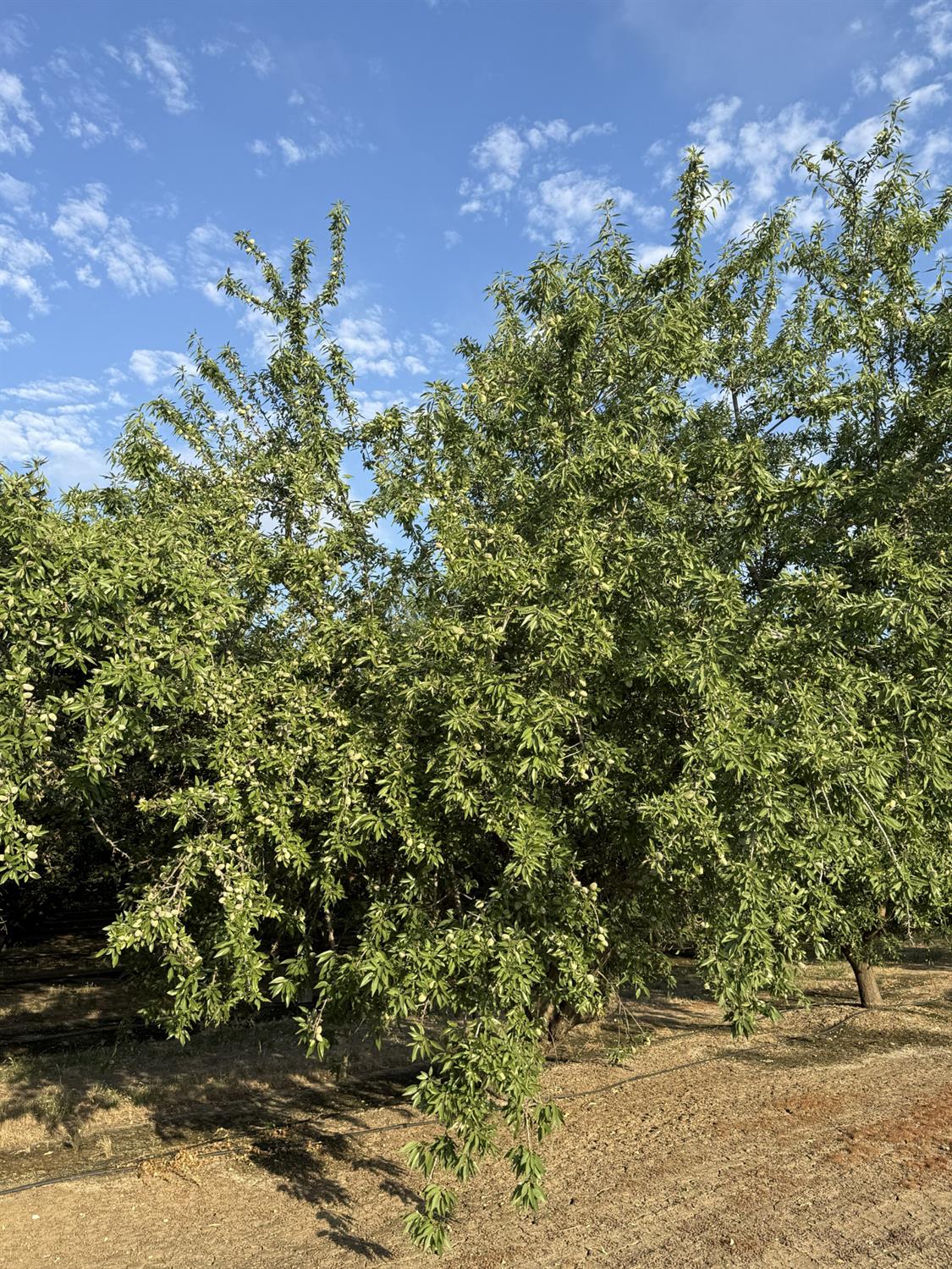 1660 Fruit Avenue, Patterson, CA 95363