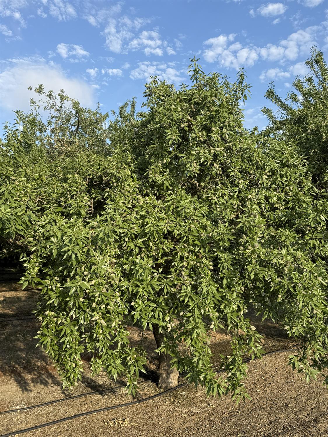 1660 Fruit Avenue, Patterson, CA 95363