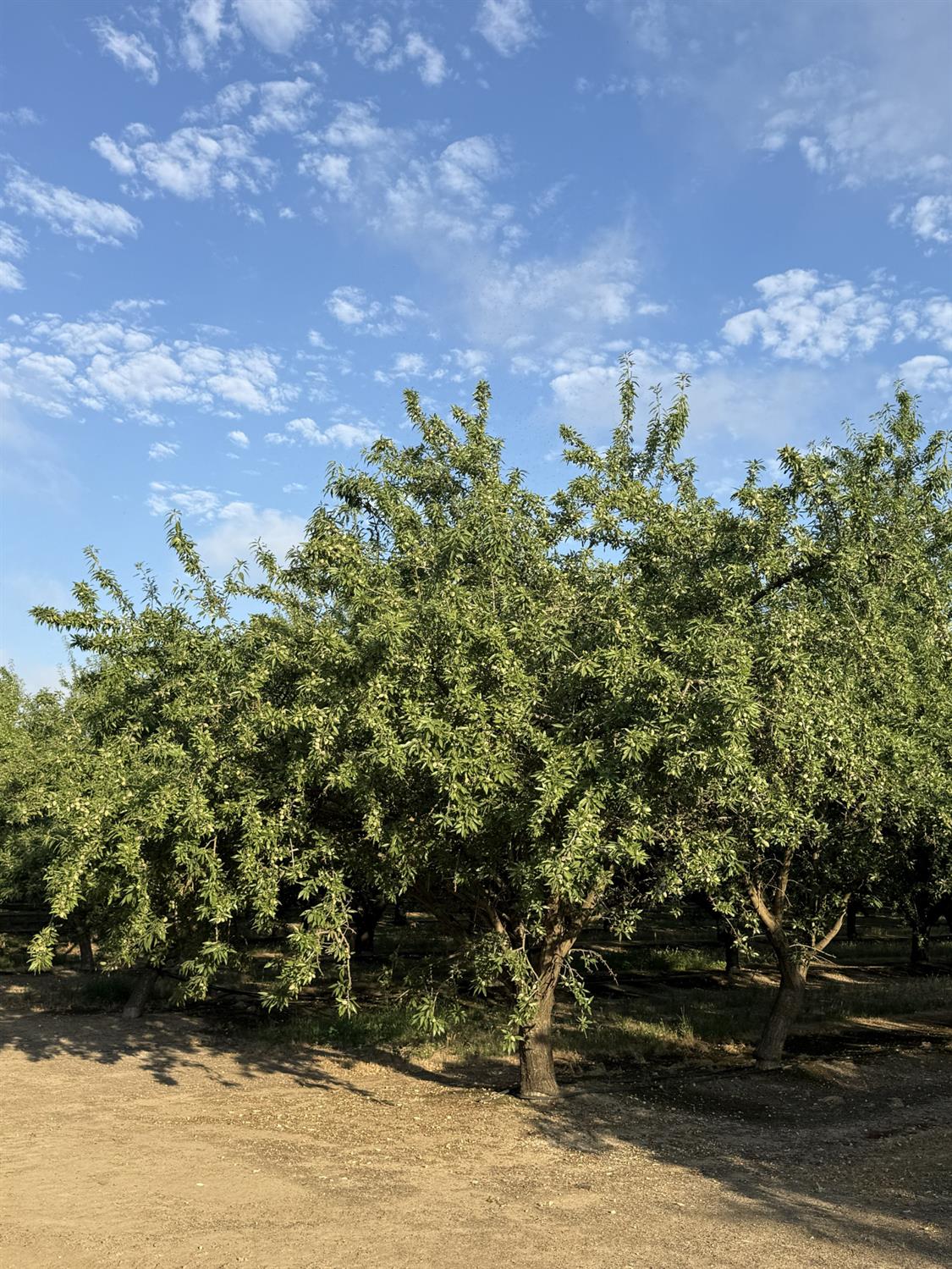 1660 Fruit Avenue, Patterson, CA 95363
