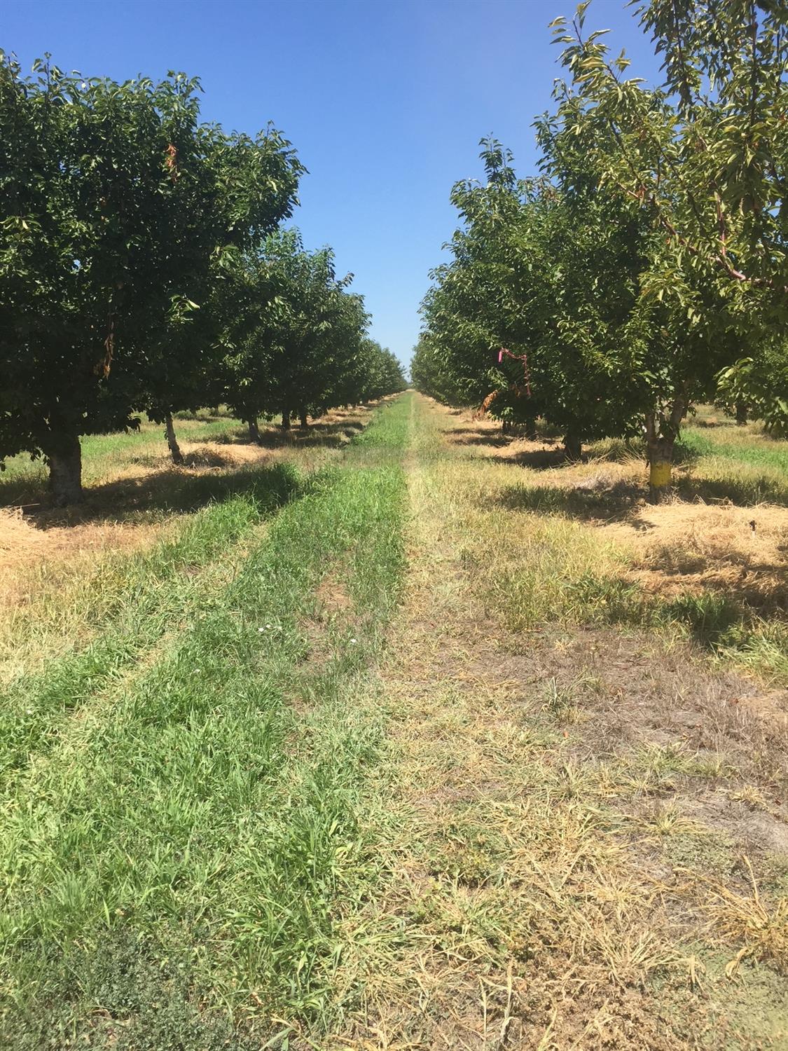 1099 Lemon Ave, Patterson, CA 95363