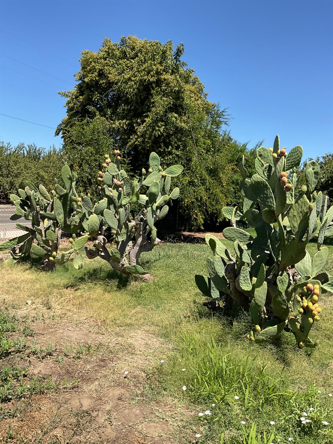 303 Plainsburg Rd, Planada, CA 95365