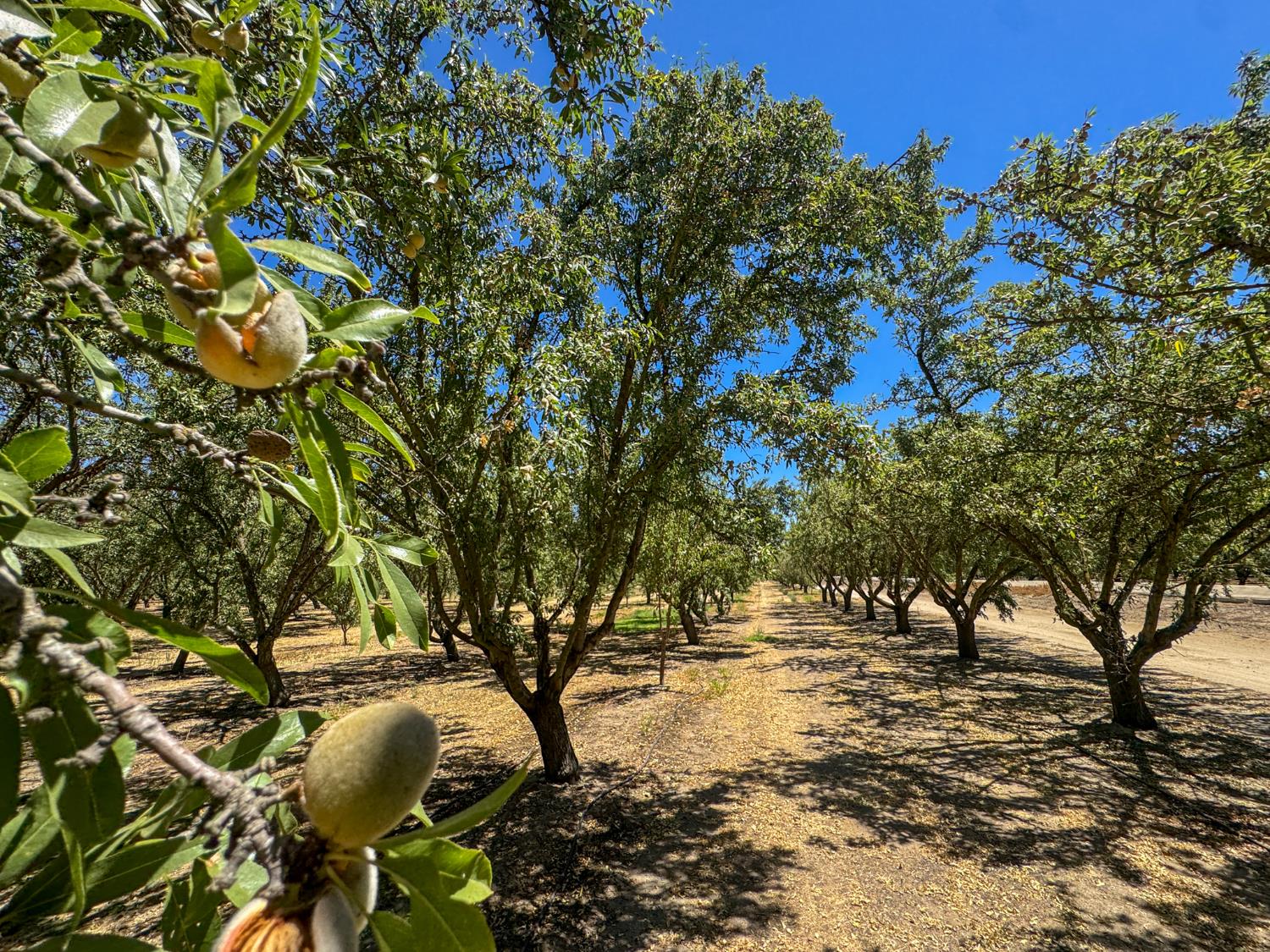 19312 S Wagner Ave, Ripon, CA 95366