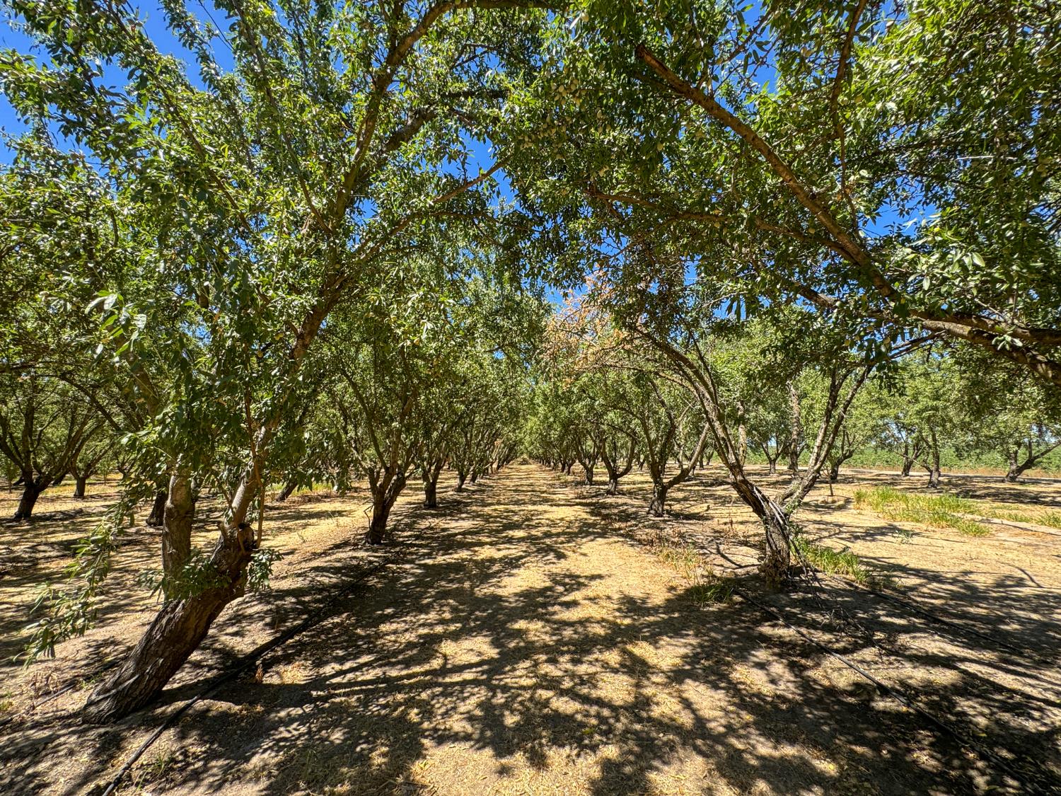 19312 S Wagner Ave, Ripon, CA 95366