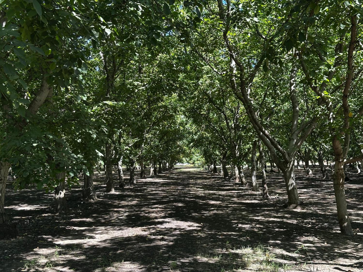 1507 Old Tim Bell Rd, Waterford, CA 95386