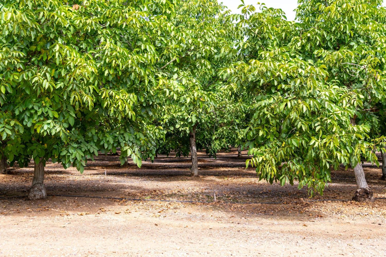 19441 Milton Rd, Oakdale, CA 95361