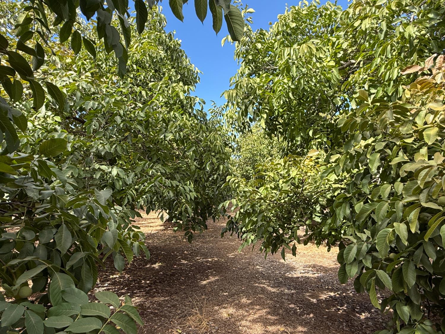 19441 Milton Rd, Oakdale, CA 95361