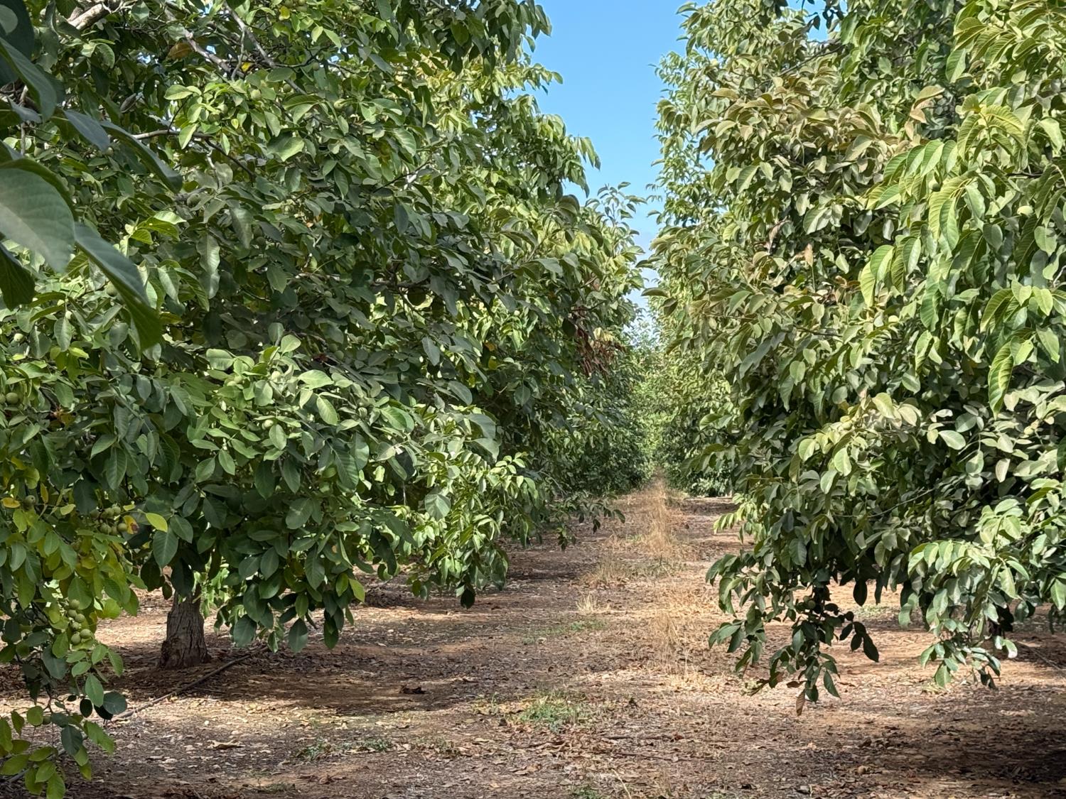 19441 Milton Rd, Oakdale, CA 95361